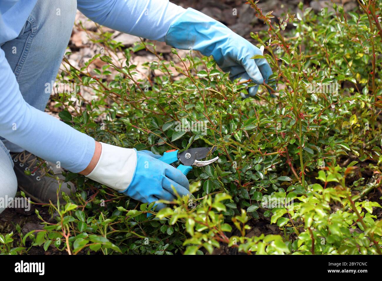 Woman pruning cover roses with pruning shears Stock Photo Alamy