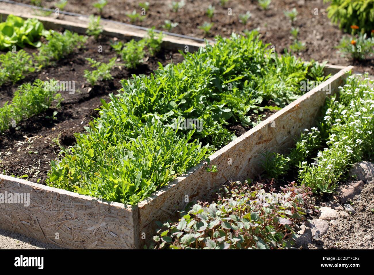 Fresh young spring arugula growing on a garden bed Stock Photo