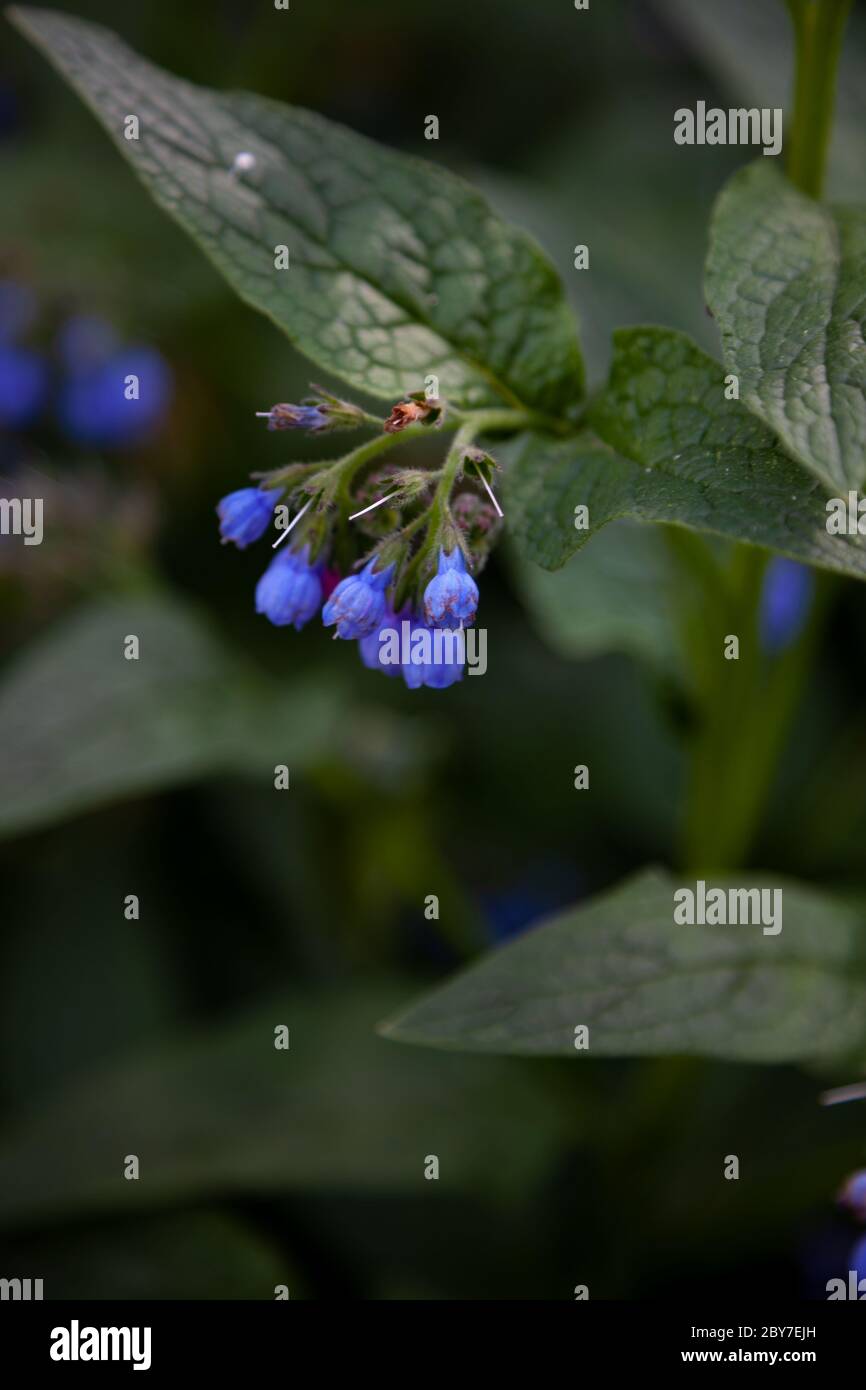 Blue bud of a blue flower. Medicinal plant Larkweed Comfrey lat. S mphytum is a genus of perennial forest herbaceous plants of the Borachnic family Stock Photo