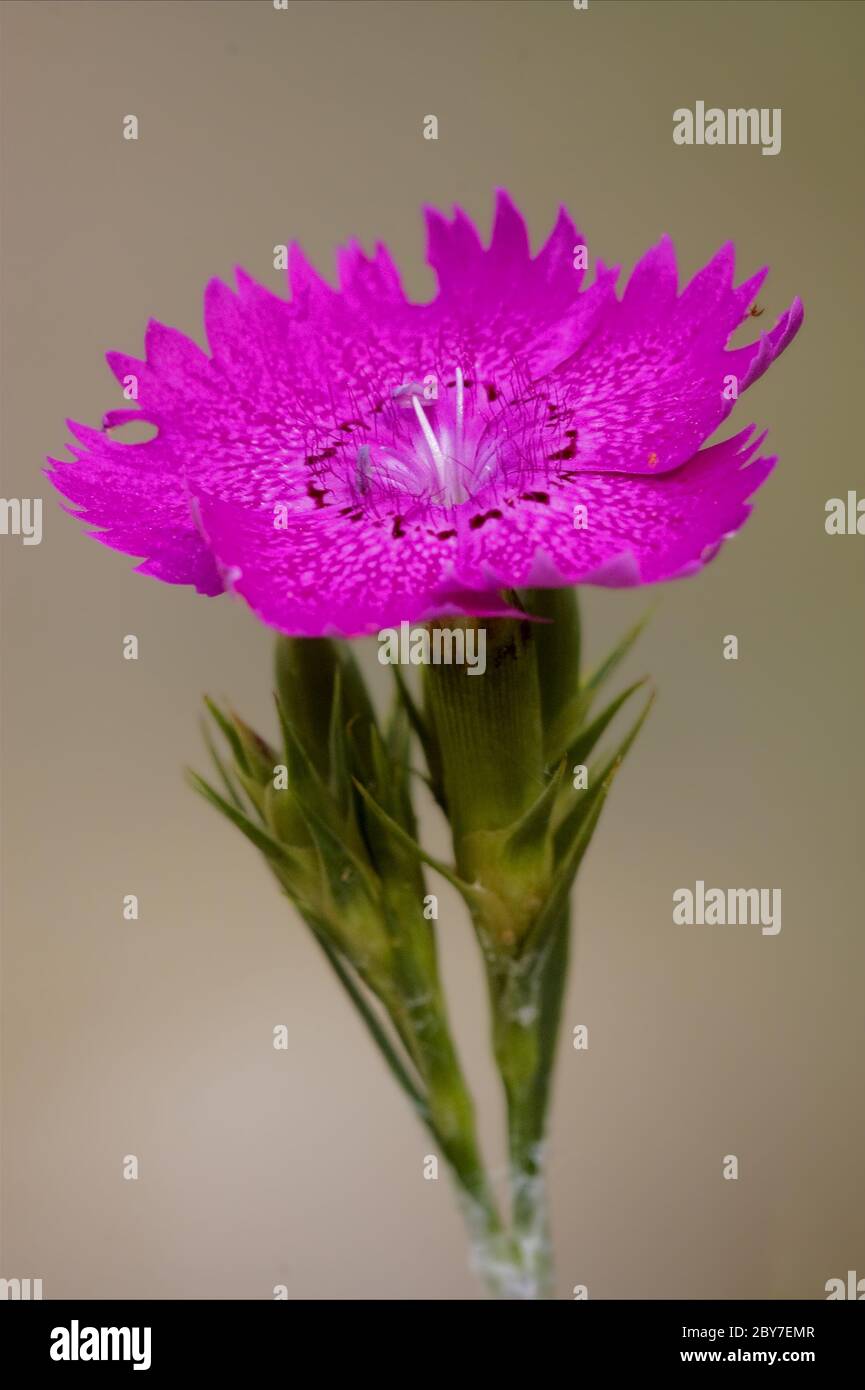 violet carnation  epilobium hirstum sylvestris Stock Photo