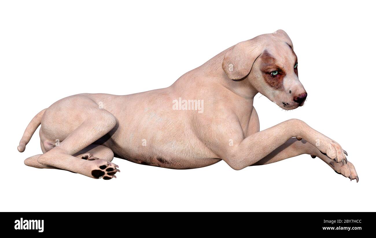 3D rendering of a crossbreed dog isolated on white background Stock ...