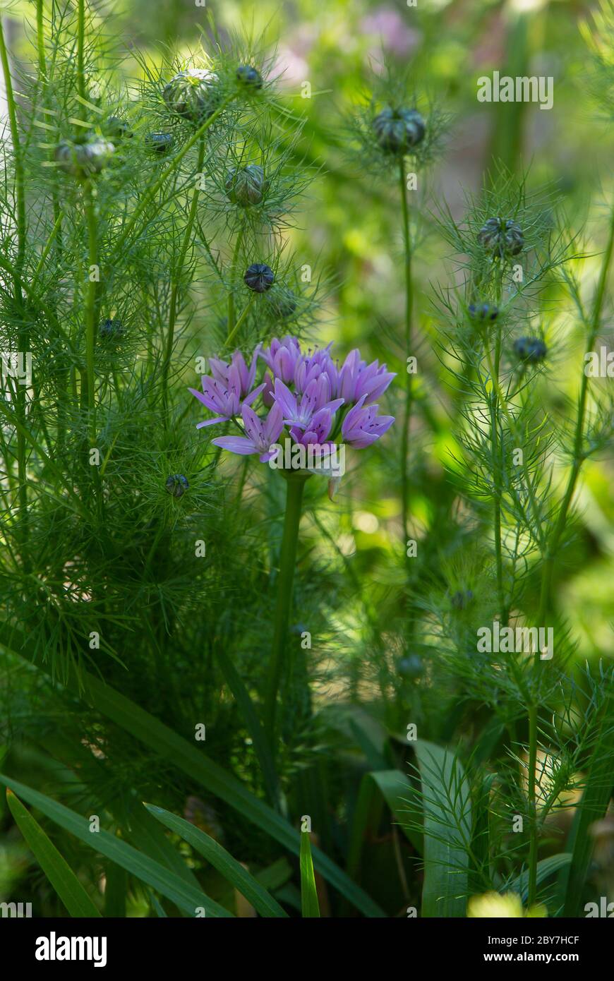 Allium Unifolium in bloom Stock Photo