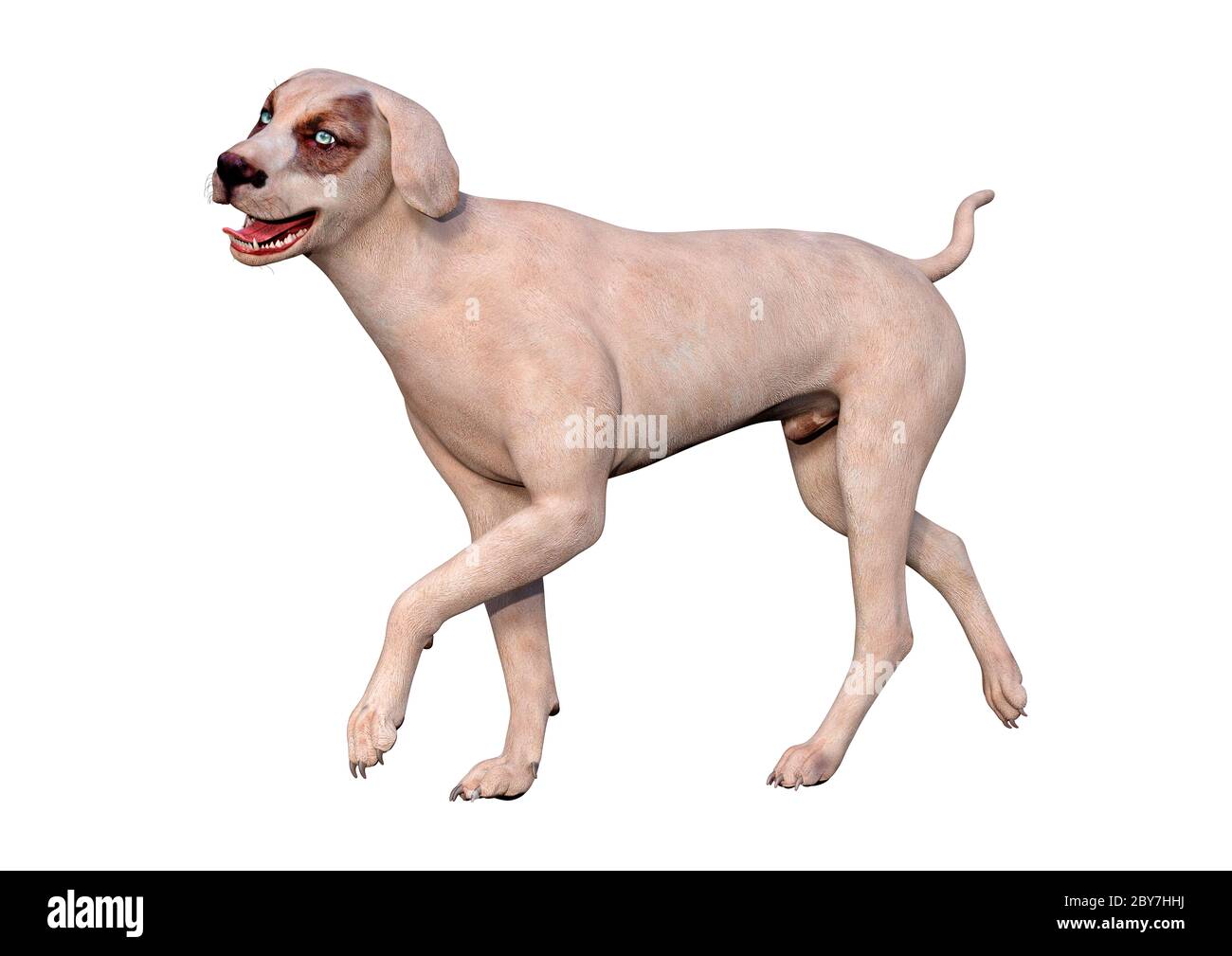 3D rendering of a crossbreed dog isolated on white background Stock ...