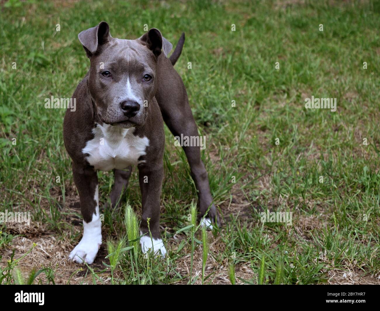 animal pet dog american staffordshire terrier amstaff pit-bull gray blue white Stock Photo