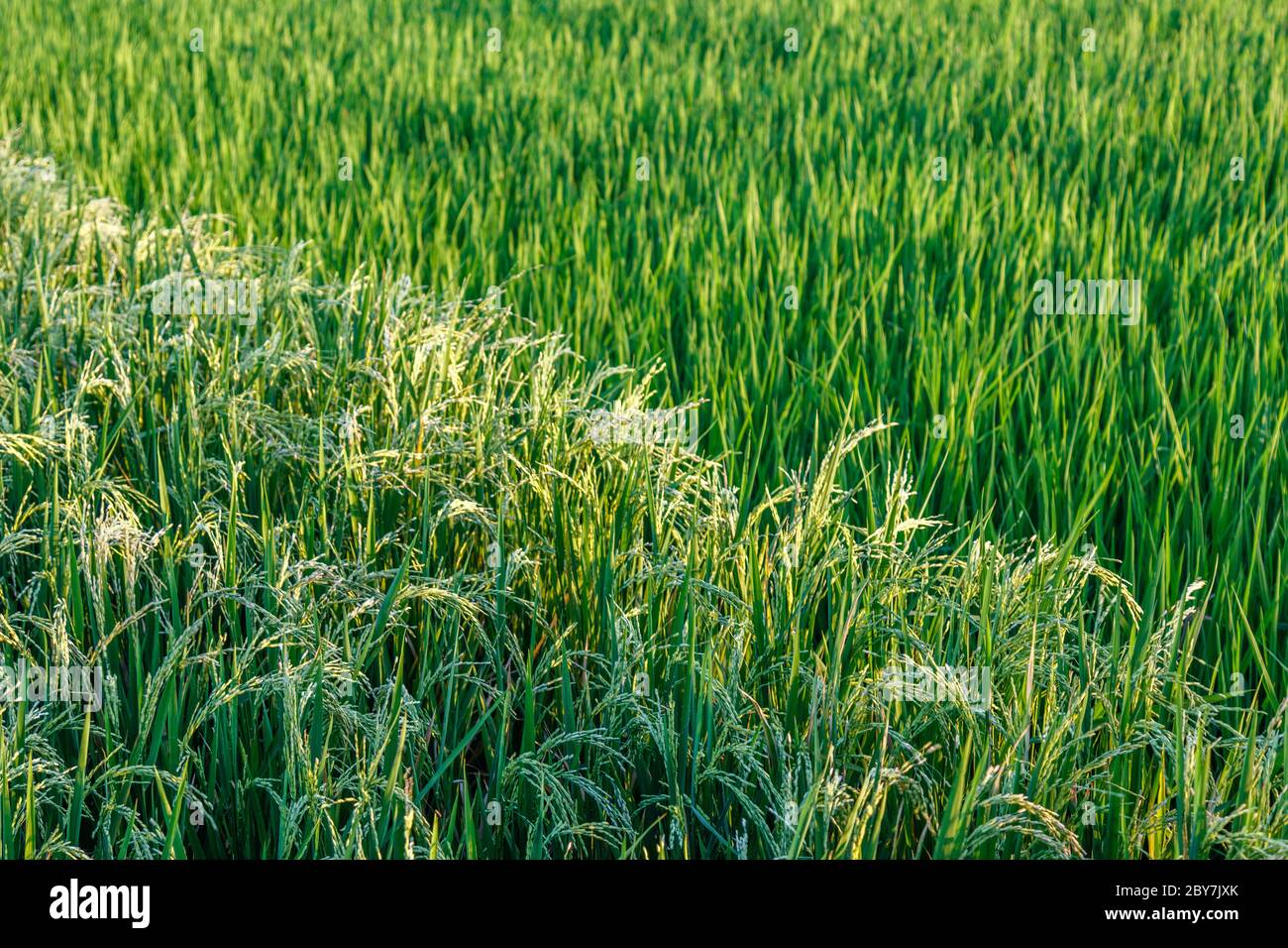 Rice field at two stages: ripe rice ready for harvesting and young growing rice. Bali Island, Indonesia. Stock Photo