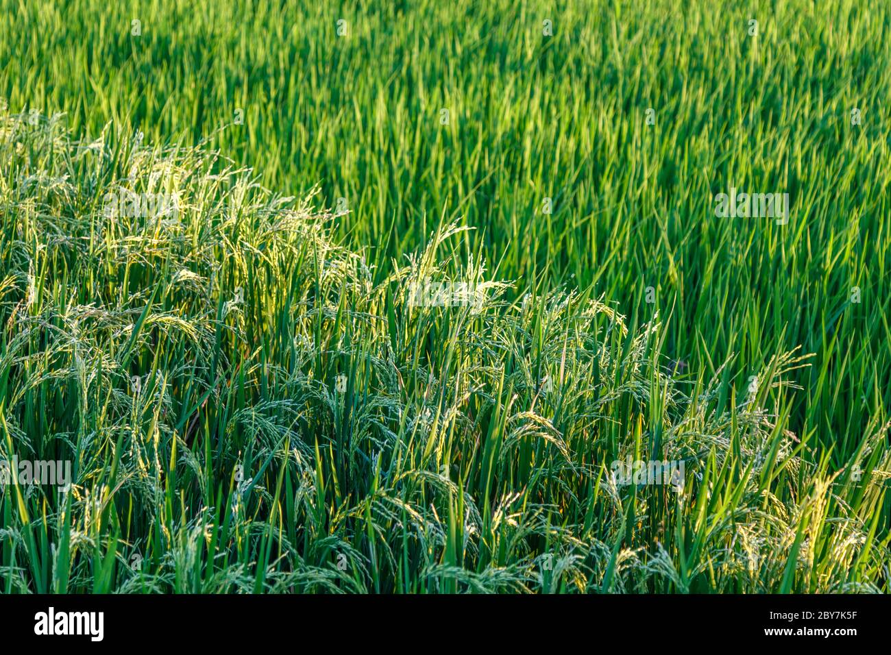 Rice field at two stages: ripe rice ready for harvesting and young growing rice. Bali Island, Indonesia. Stock Photo