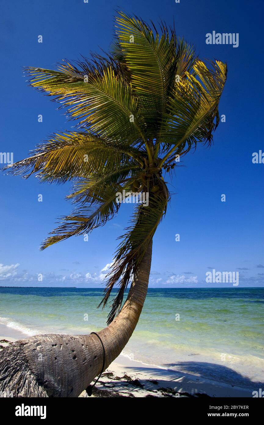 palm in the wind in the blue lagoon mexico Stock Photo