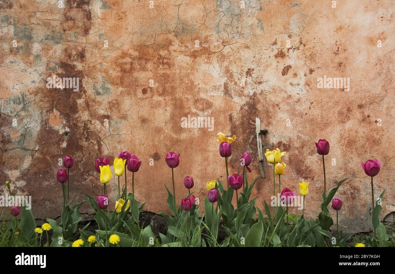 grunge wall with tulips Stock Photo