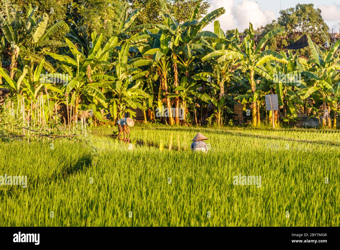 Flooded field and freshly planted rice at sunset time. Badung, Bali ...