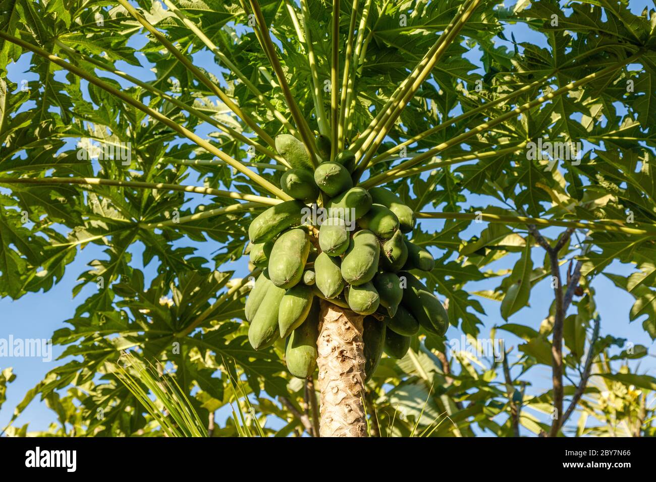 Papaya tree with flowers and young fruit. Bali, Indonesia Stock Photo