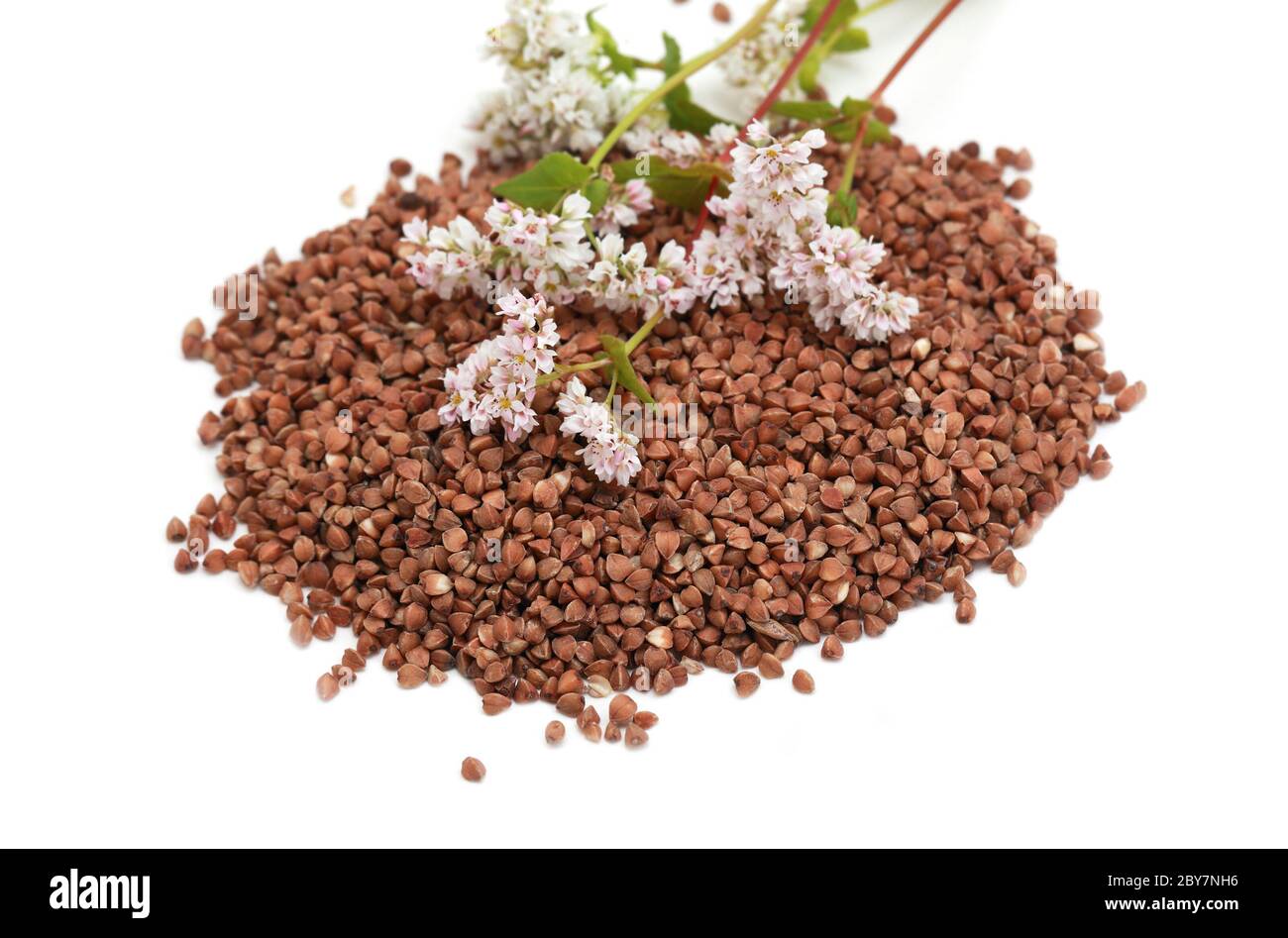 buckwheat seeds and flowers Stock Photo Alamy
