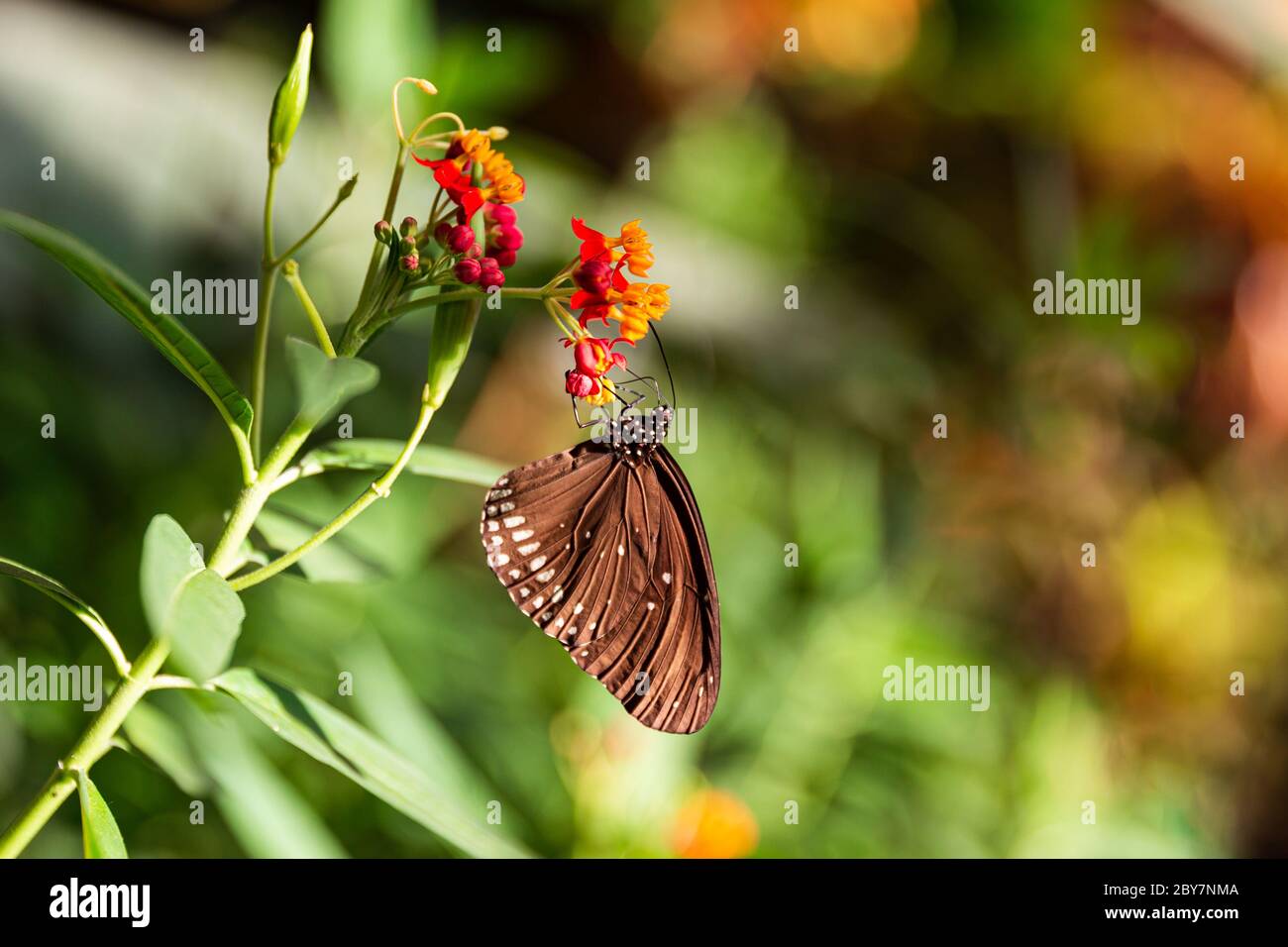 butterfly Spicebush Swallowtail sitting on a red-orange flower in a sunbeam, side view, place for text Stock Photo
