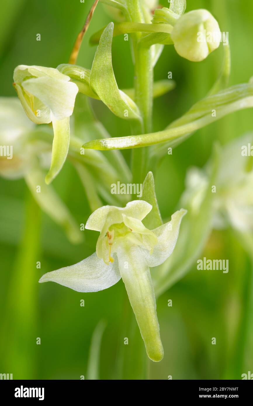 Greater Butterfly Orchid - Platanthera chlorantha  Close up of flower Stock Photo