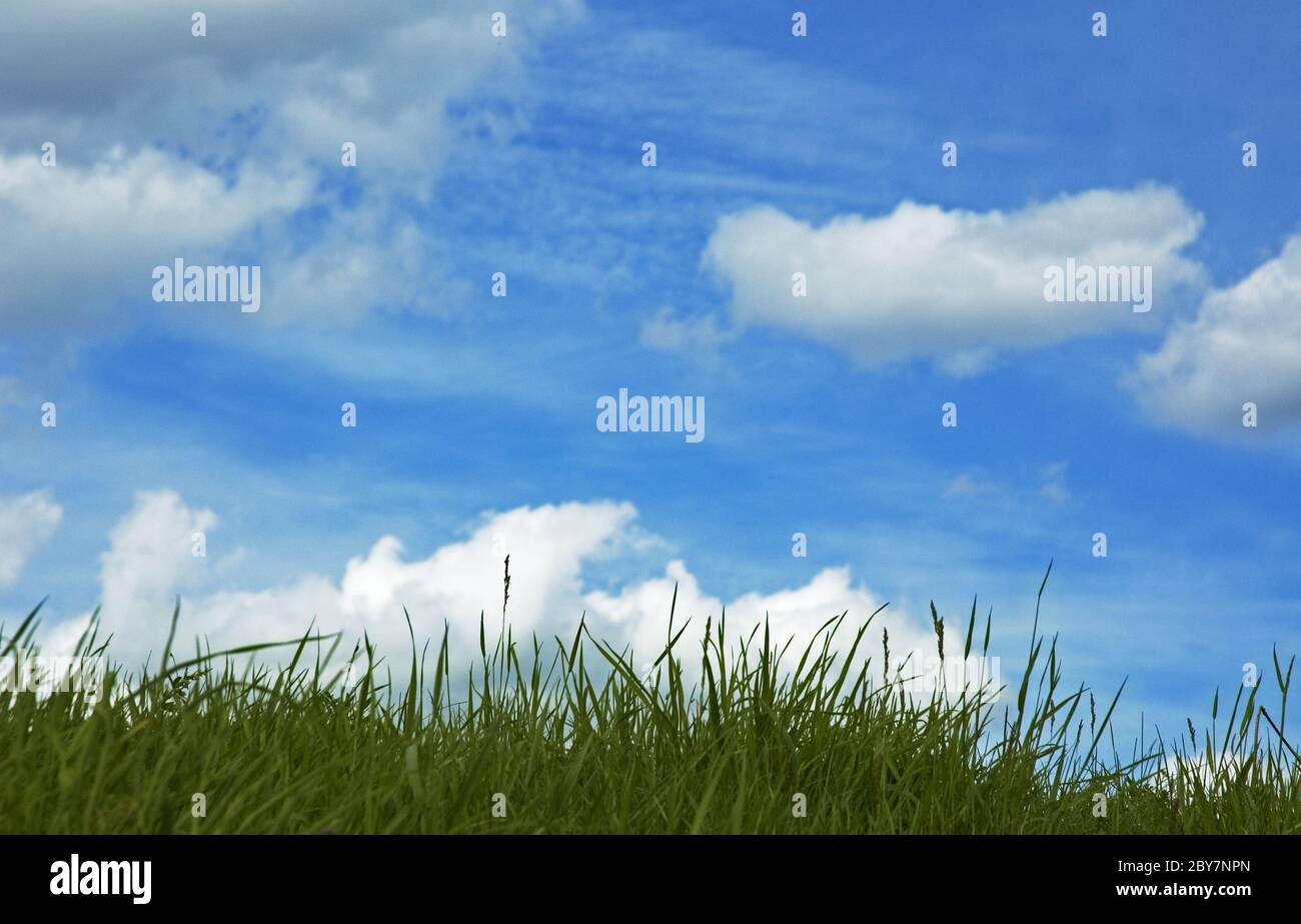 background of grass and blue sky Stock Photo