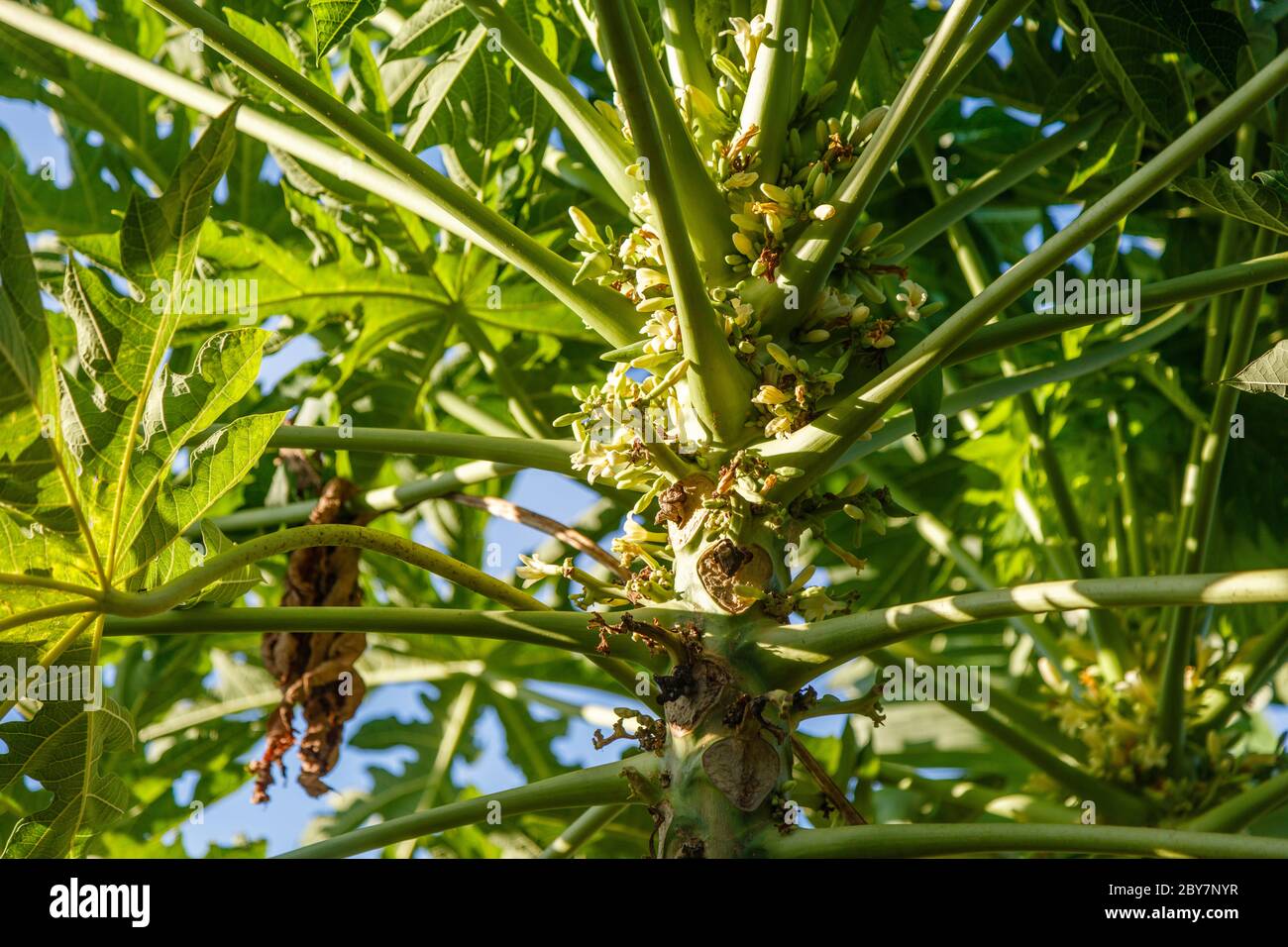 Papaya tree with flowers and young fruit. Bali, Indonesia Stock Photo