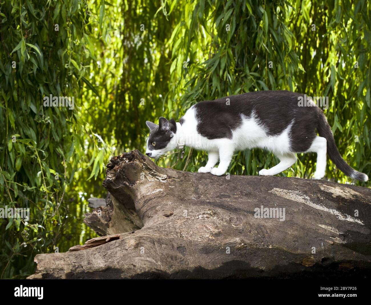 cute cat outdoors in park Stock Photo - Alamy