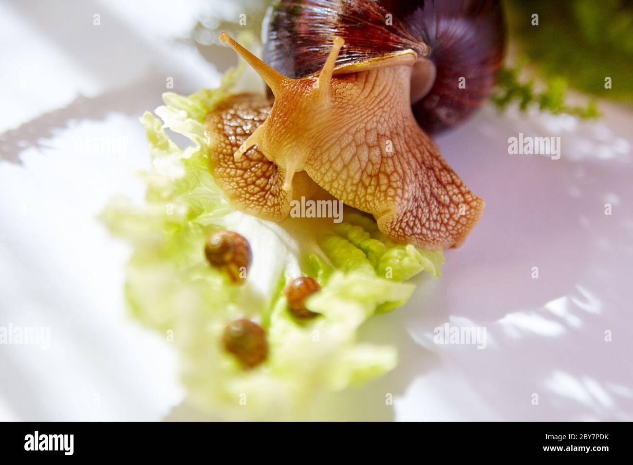 Mom snail looks at three baby snails sleeping on a lettuce in the morning light Stock Photo