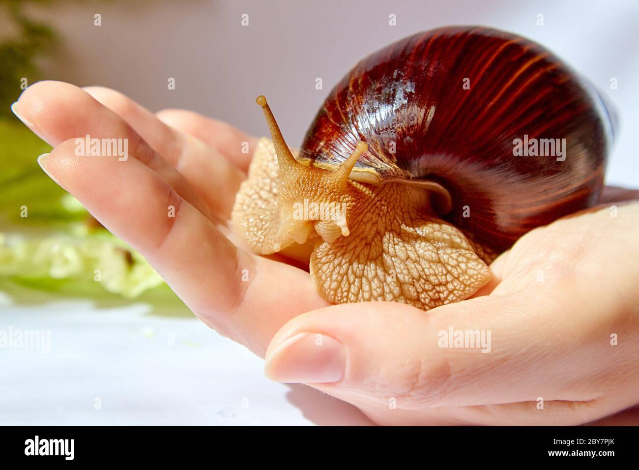 Achatin snail with a dark brown shiny shell on a female hand Stock Photo