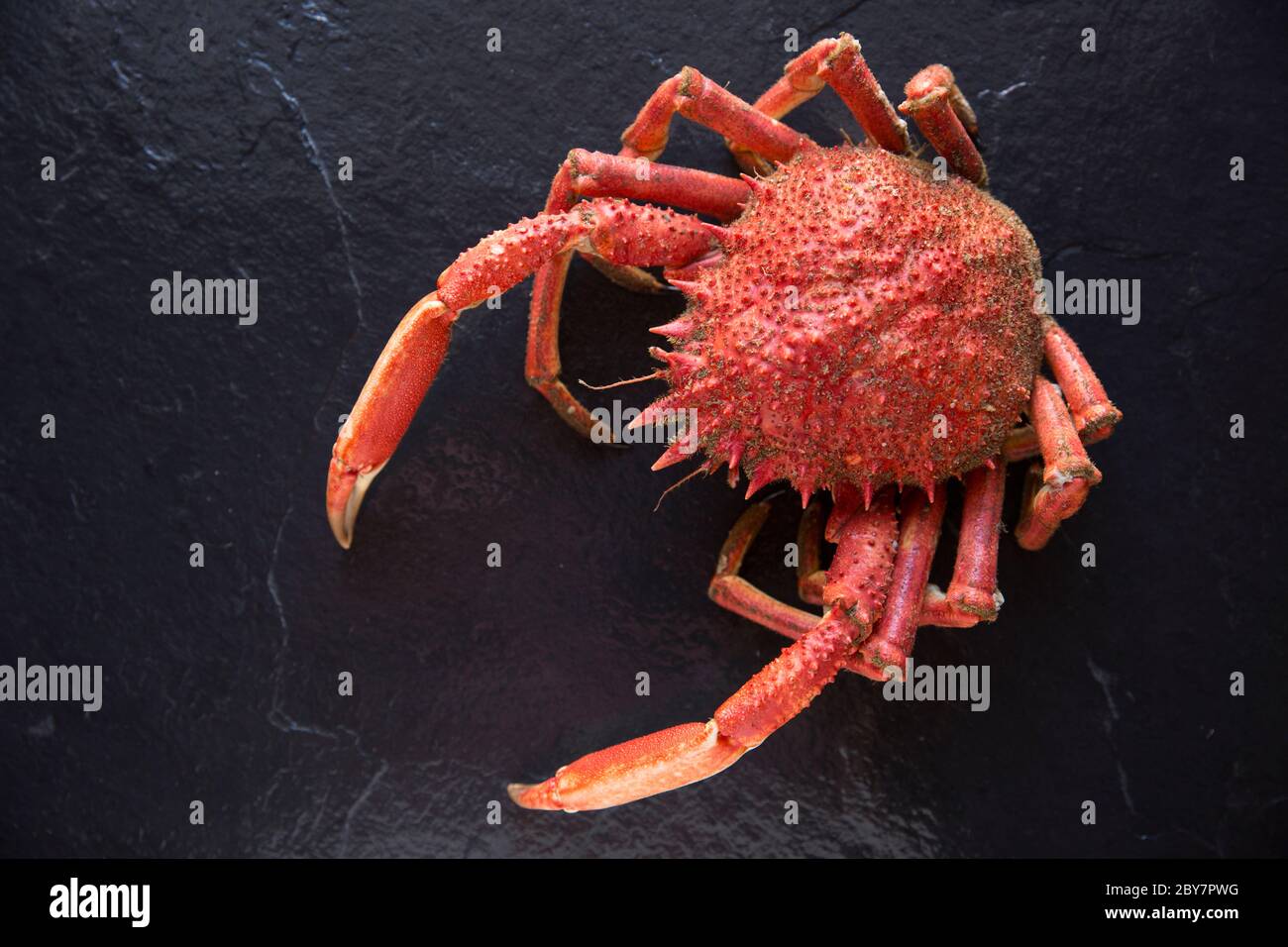 A boiled, cooked spider crab, Maja brachydactyla, caught in the English Channel. Dorset England UK GB Stock Photo