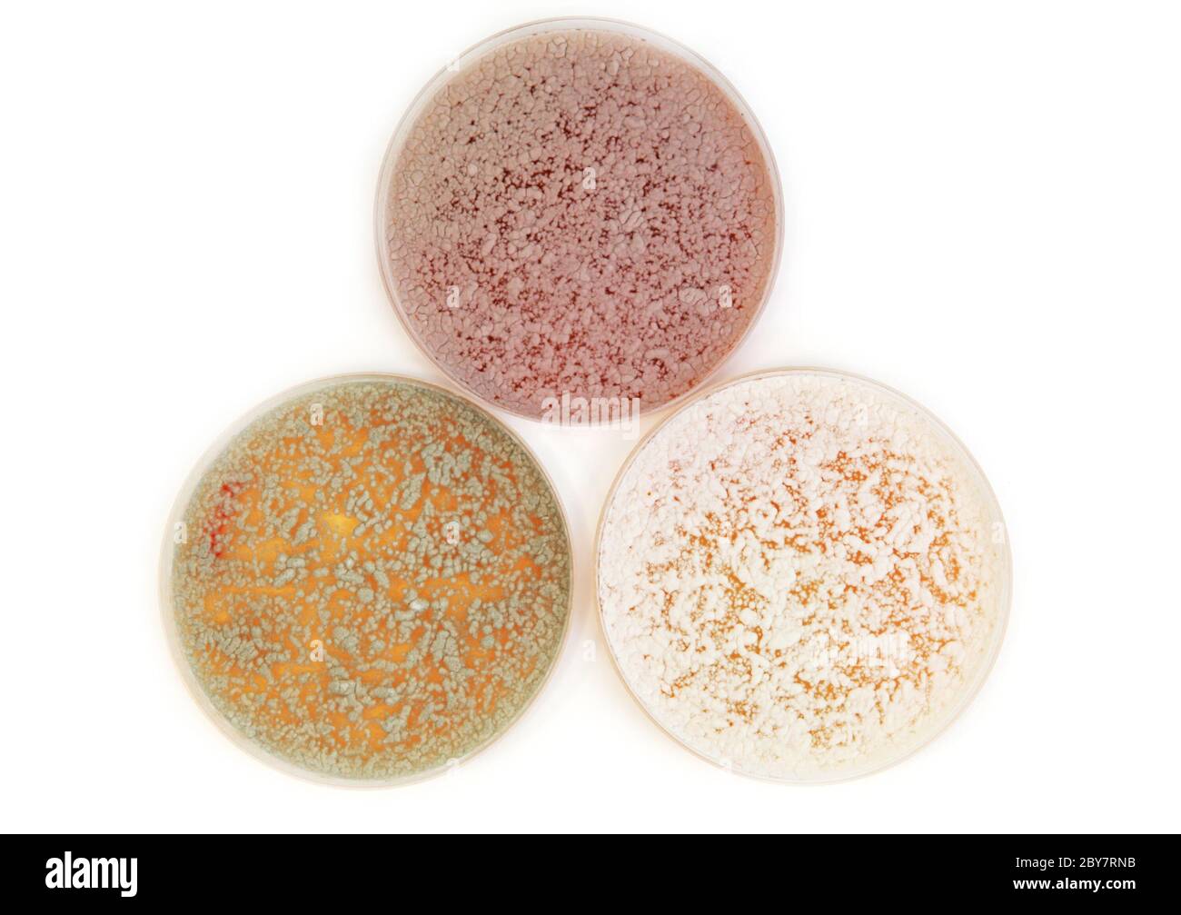 different fungi on agar plate Stock Photo Alamy