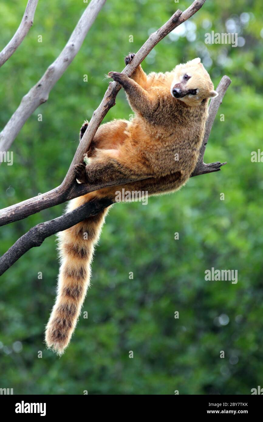 nasua coati on tree branch Stock Photo