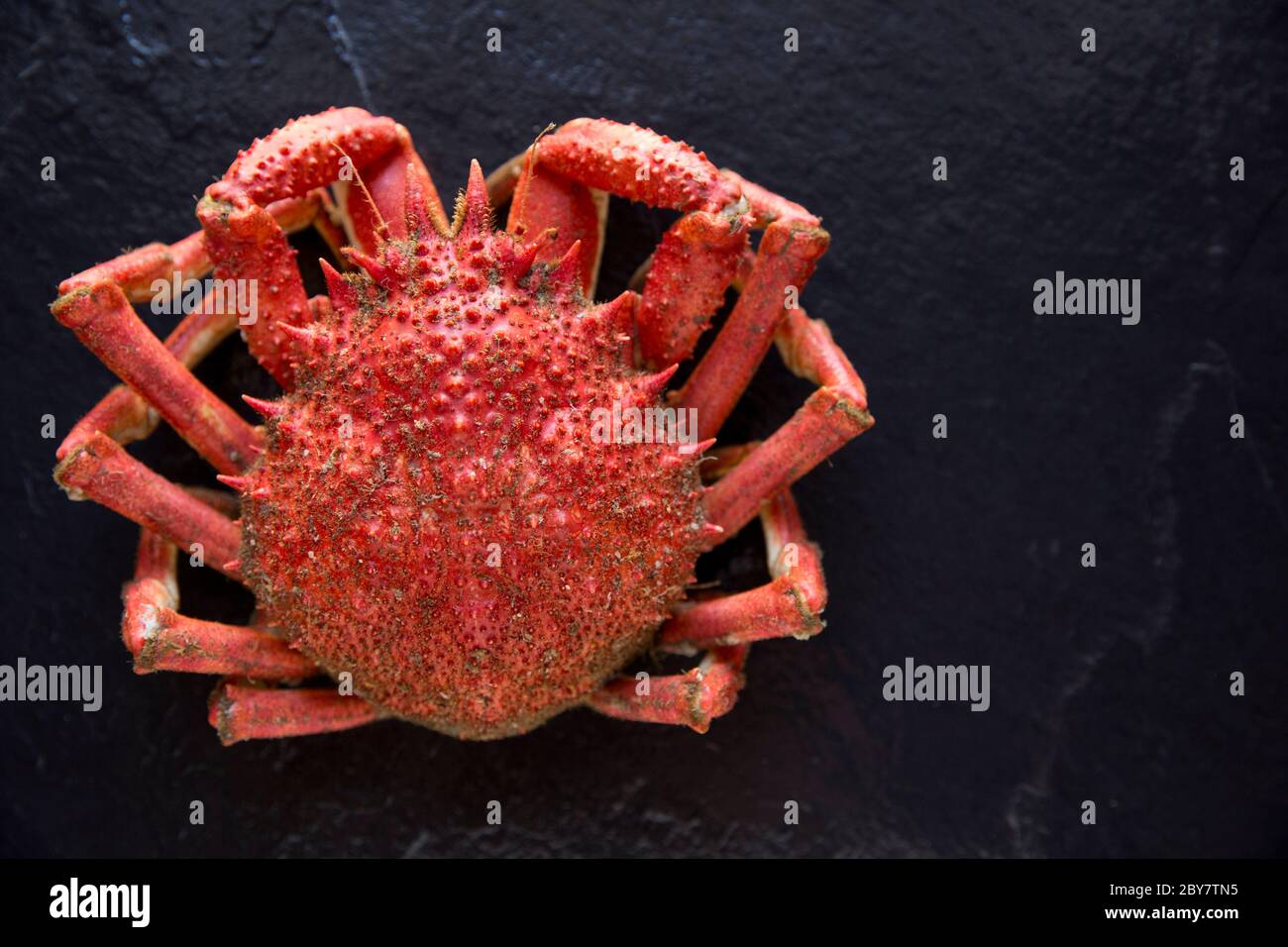 A boiled, cooked spider crab, Maja brachydactyla, caught in the English Channel. Dorset England UK GB Stock Photo