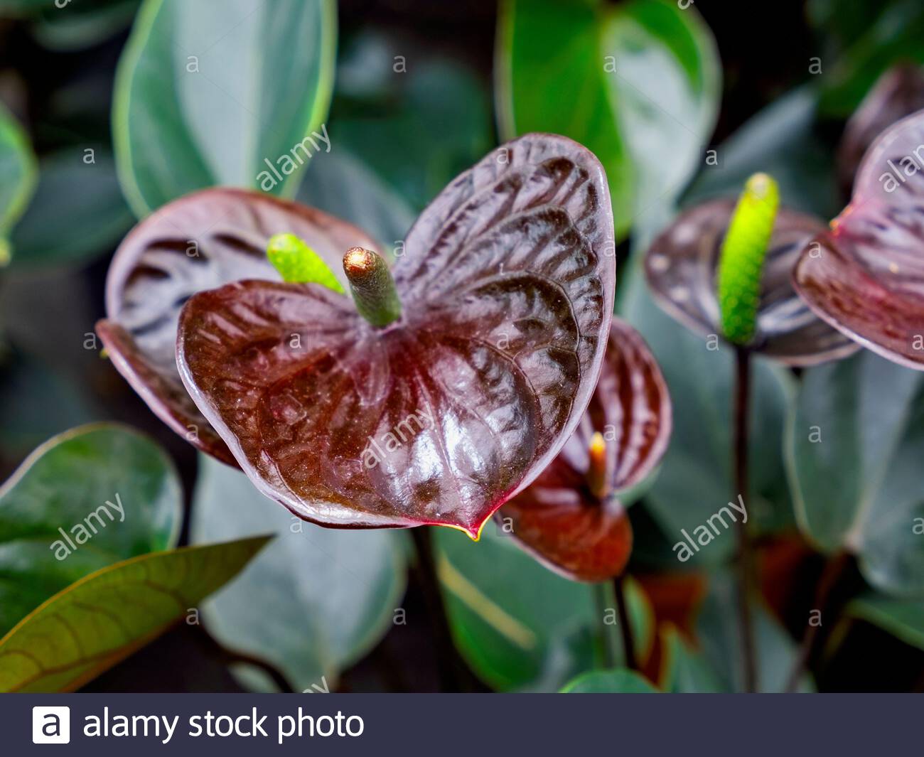 Black Queen Anthurium High Resolution Stock Photography And Images