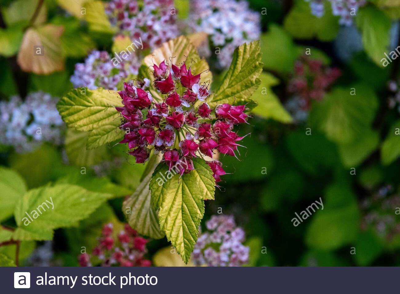 Chamaedryfolia High Resolution Stock Photography and Images Alamy