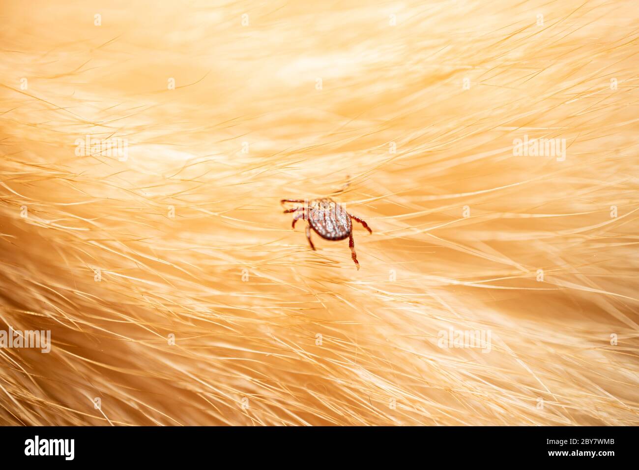 Ticks on dog hair. Ticks sucking dog blood. Dangerous insect mite