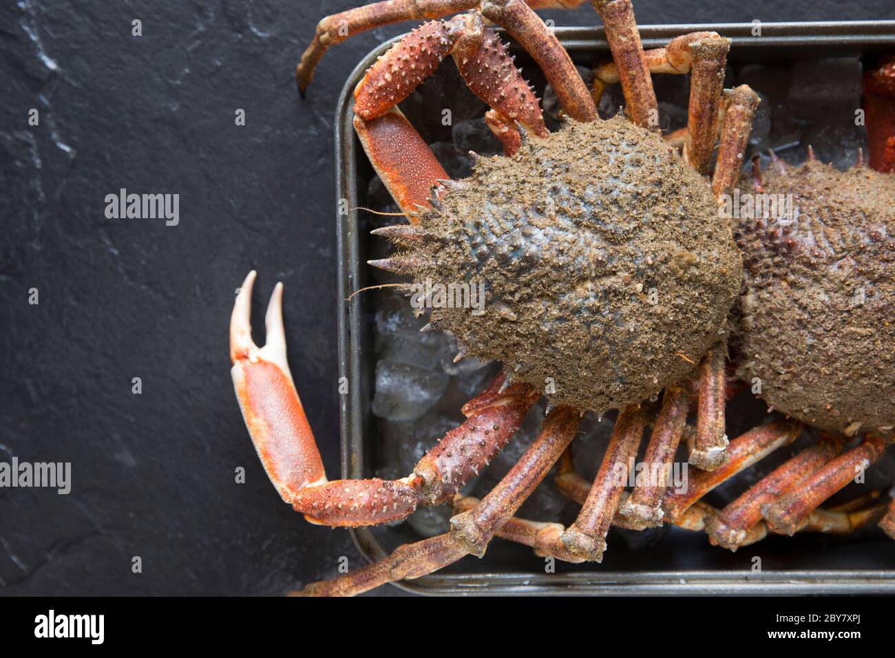 Two raw, uncooked spider crabs, Maja brachydactyla, caught in the English Channel that have been chilled on ice. Dorset England UK GB Stock Photo