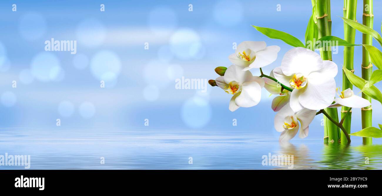 spa background with ochideen and bamboo in blue Stock Photo - Alamy
