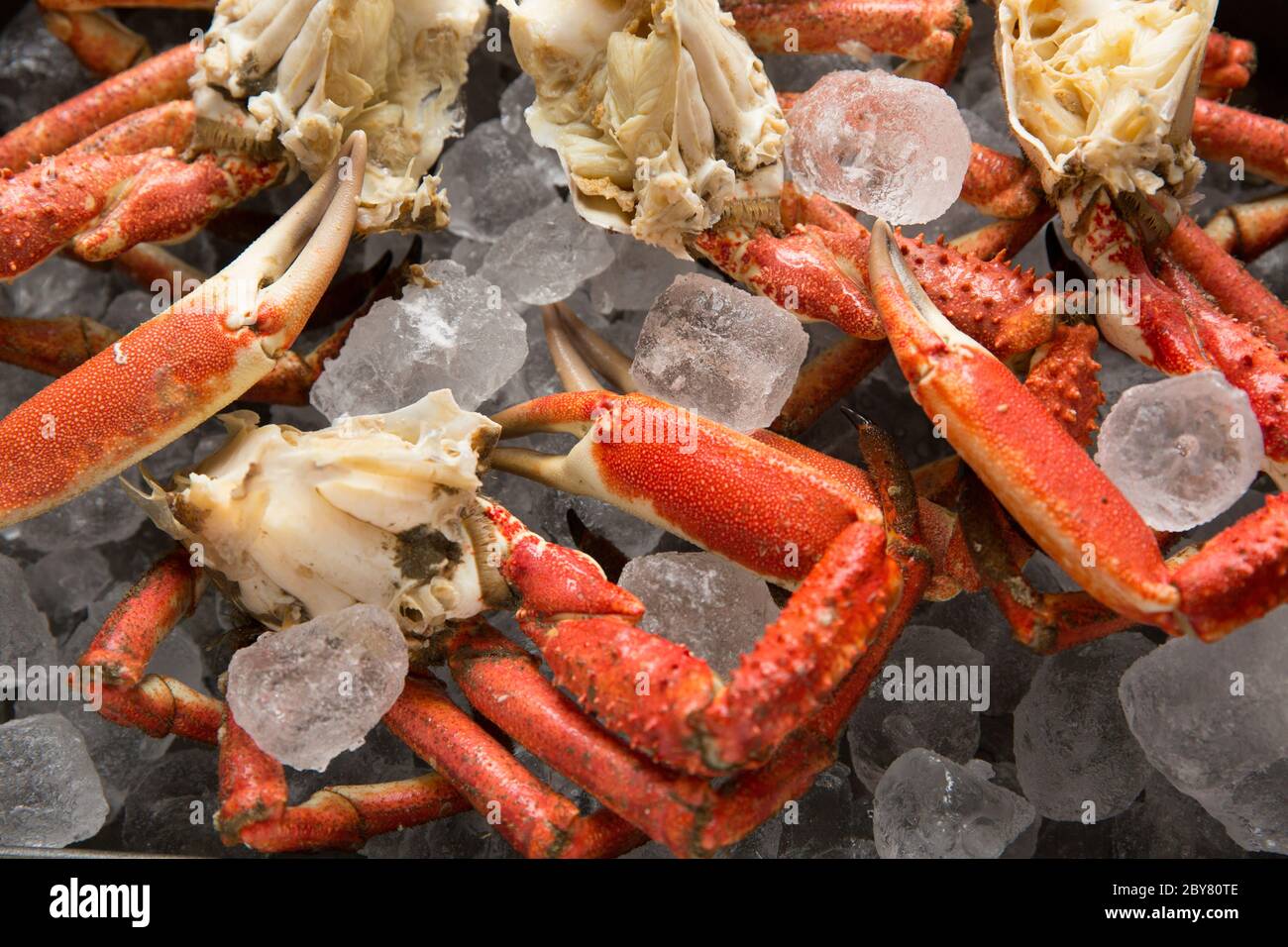 Boiled, cooked spider crab legs and carapaces, Maja brachydactyla, caught in the English Channel that have been chilled on ice. White crab meat can be Stock Photo