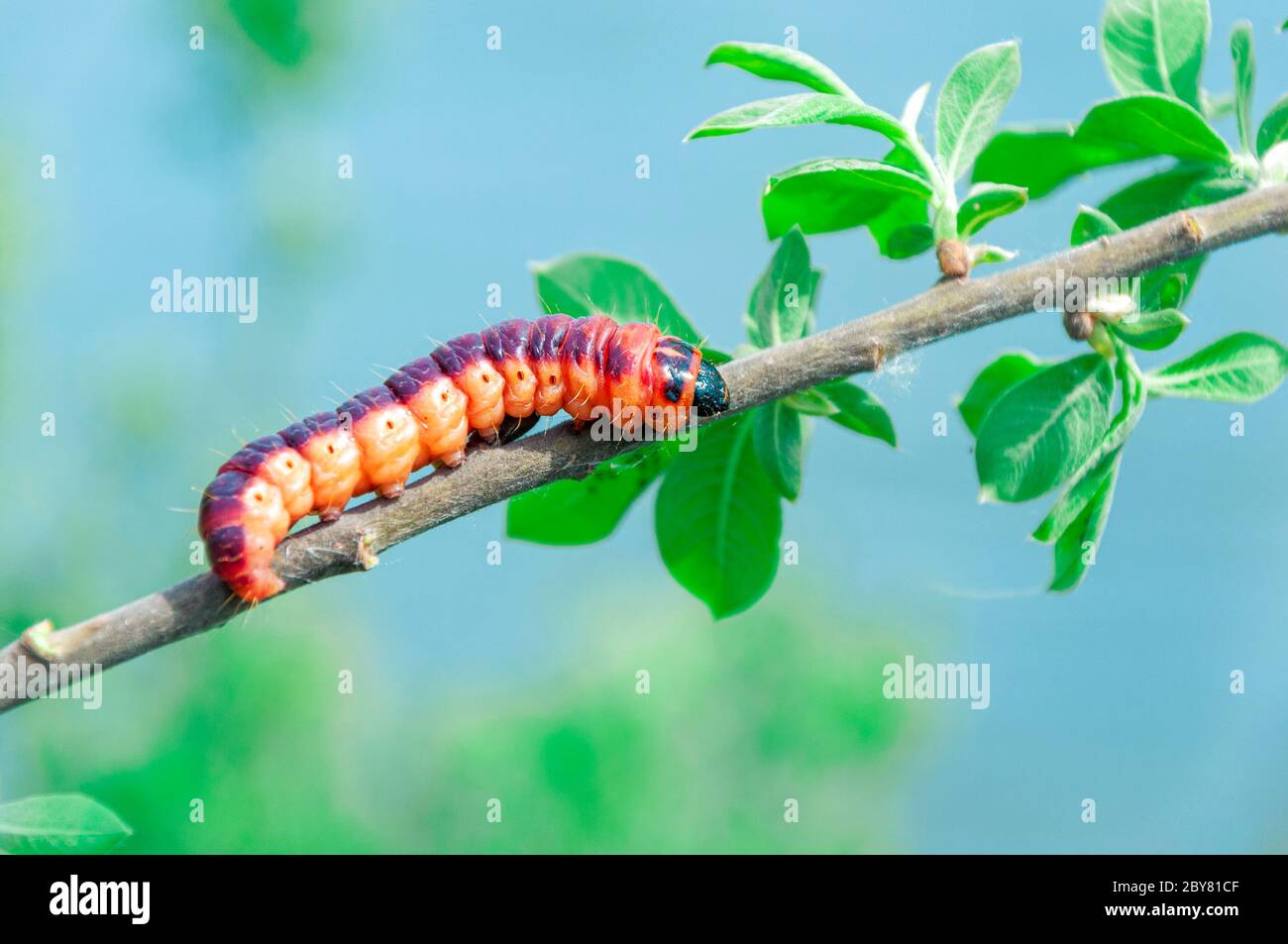 Selective focus of Cossus cossus caterpillar walking on branch, Goat moth is a moth of the family Cossidae Stock Photo