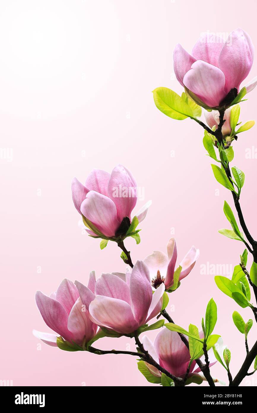 Spring magnolia tree blossoms on pink-white background Stock Photo - Alamy