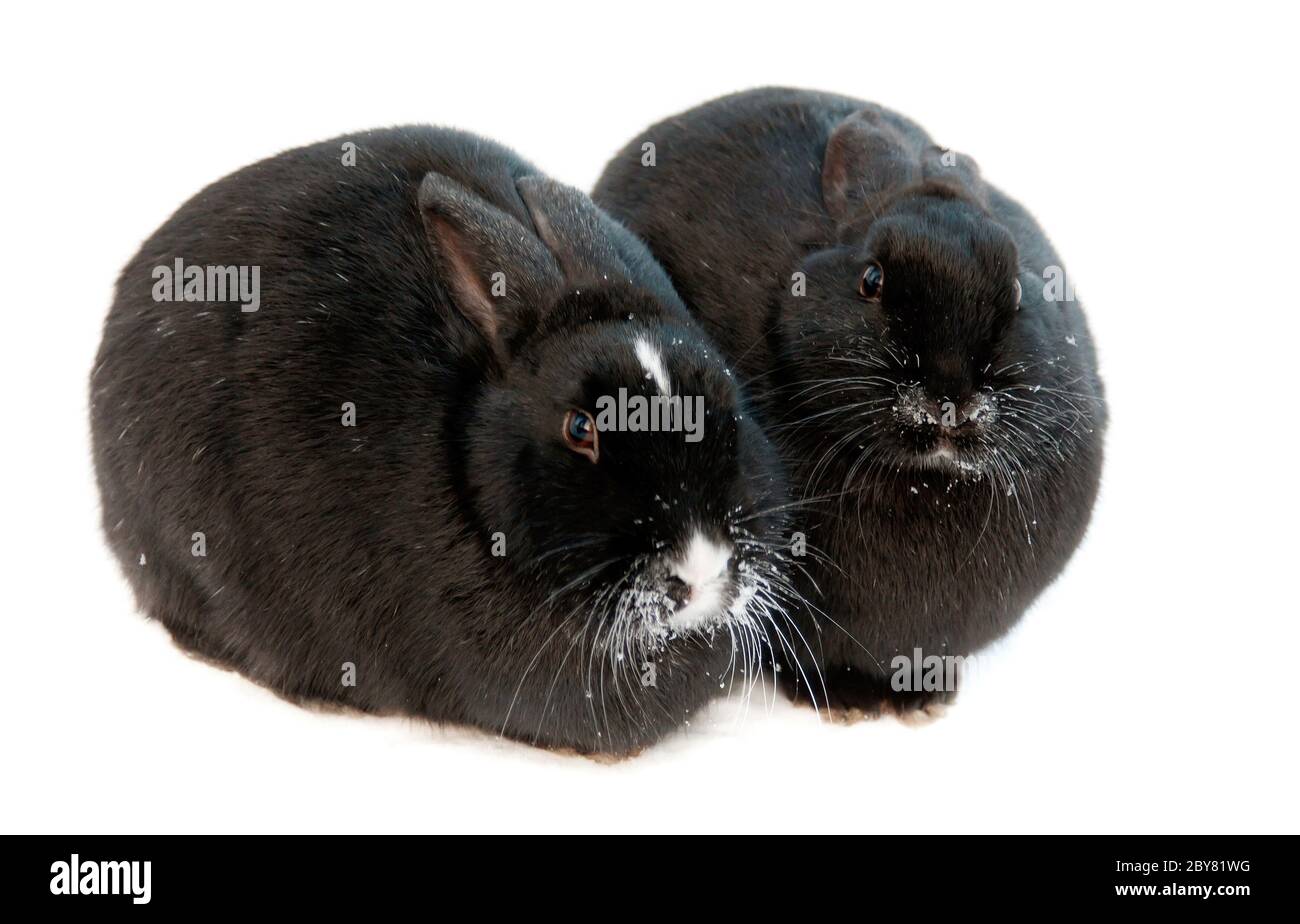 Two Rabbit Alamy Two rabbits snow hi-res stock photography and images - Alamy