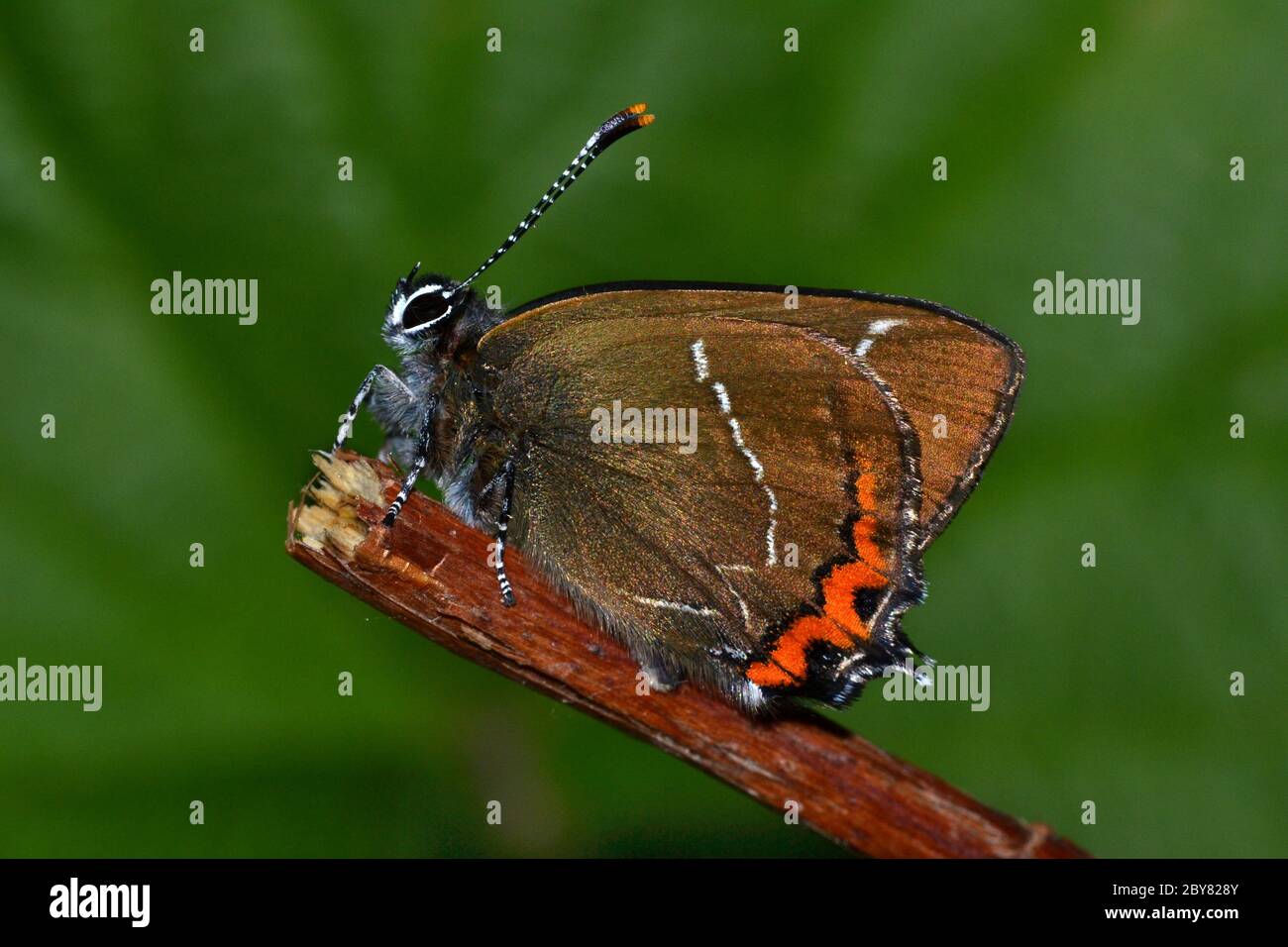 White Letter Hairstreak butterfly, rare and endangered in the UK, caterpillars relying on Elm as a foodplant. Stock Photo