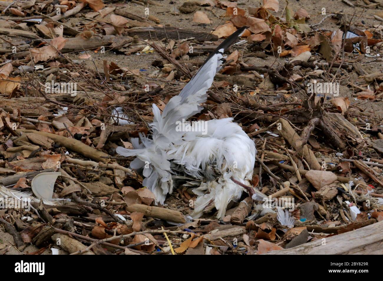 Pile of feathers from a dead bird Stock Photo Alamy