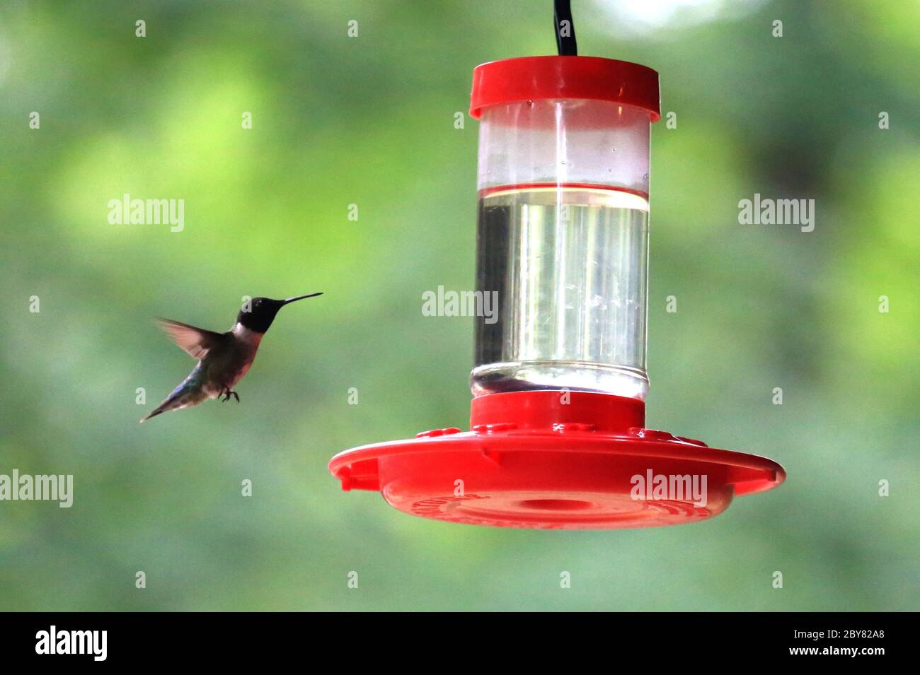 Ruby red hummingbird at a feeder Stock Photo - Alamy