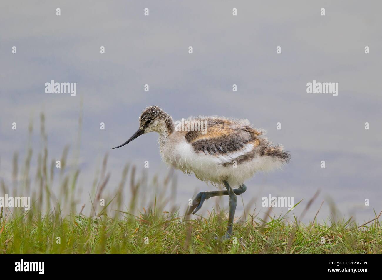 Side view close up of fluffy, wild, UK avocet chick (Recurvirostra avosetta) isolated outdoors on grass, on one leg, facing left. Stock Photo