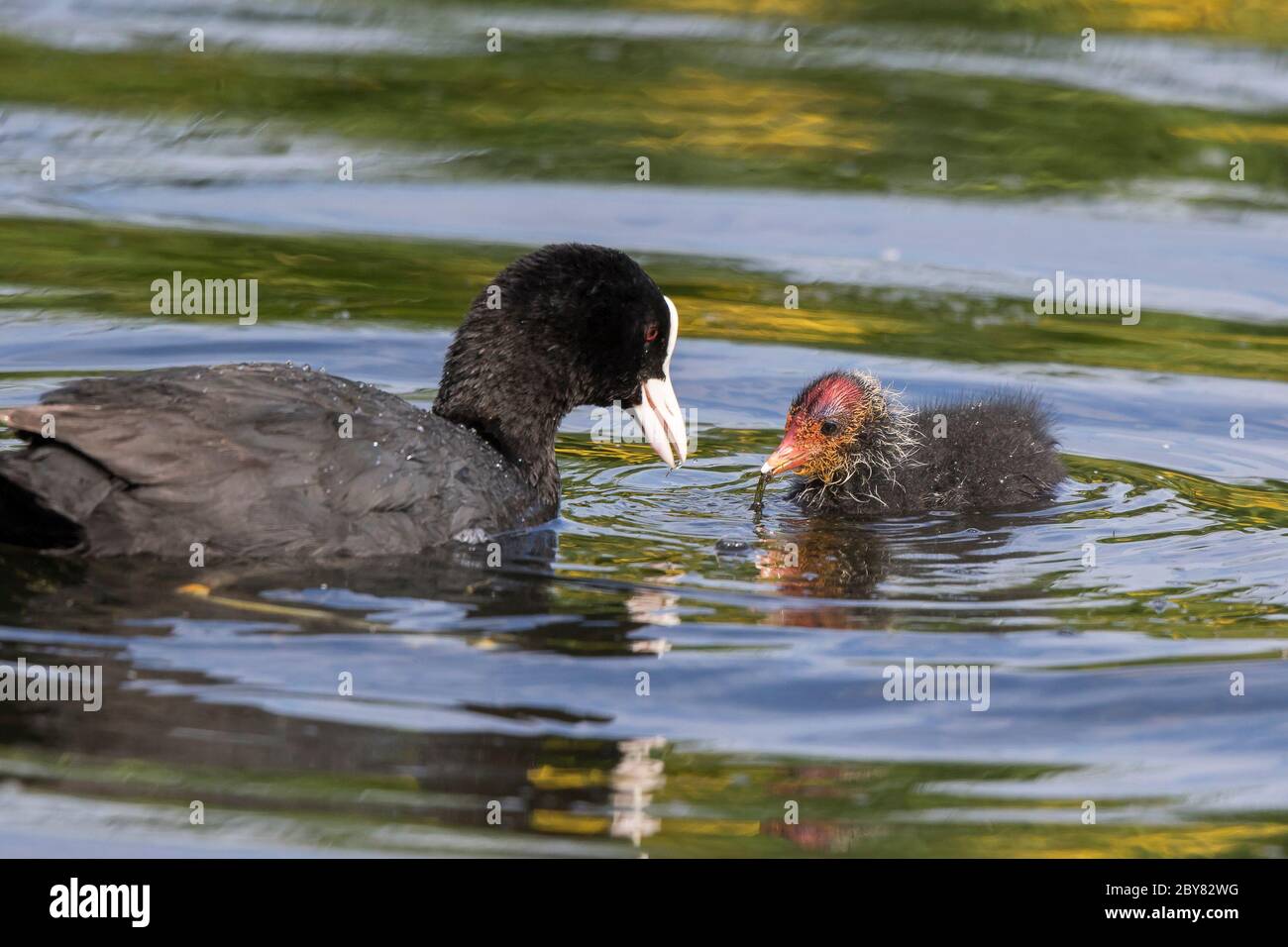 Close up of wild UK coots, parent coot with chick (Fulica atra