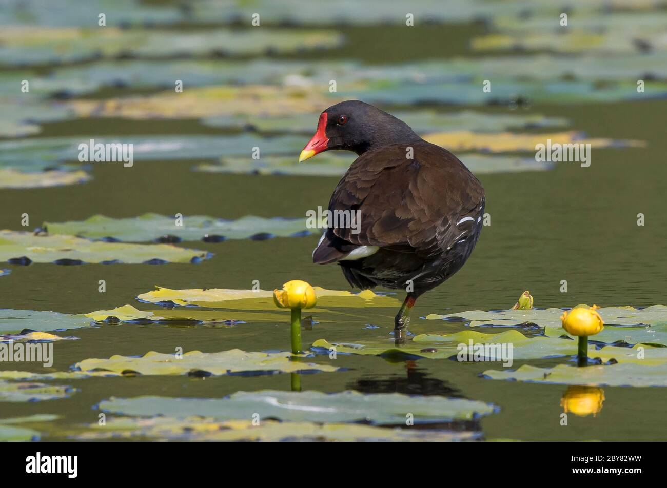 Rear view close up of wild UK moorhen (Gallinula chloropus) isolated outdoors standing on one leg in summer lily pond. Stock Photo