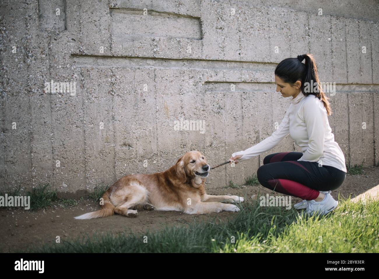 Retriever dog biting wooden stick while girl is holding it Stock Photo