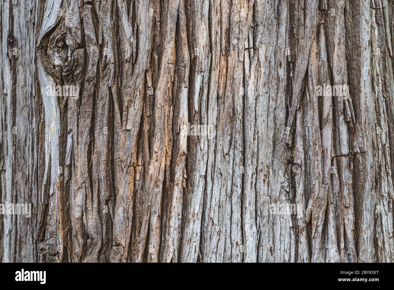 Texture of a bark of Cryptomeria Japonica tree commonly known as Japanese Cedar or Japanese Sugi Pine Stock Photo