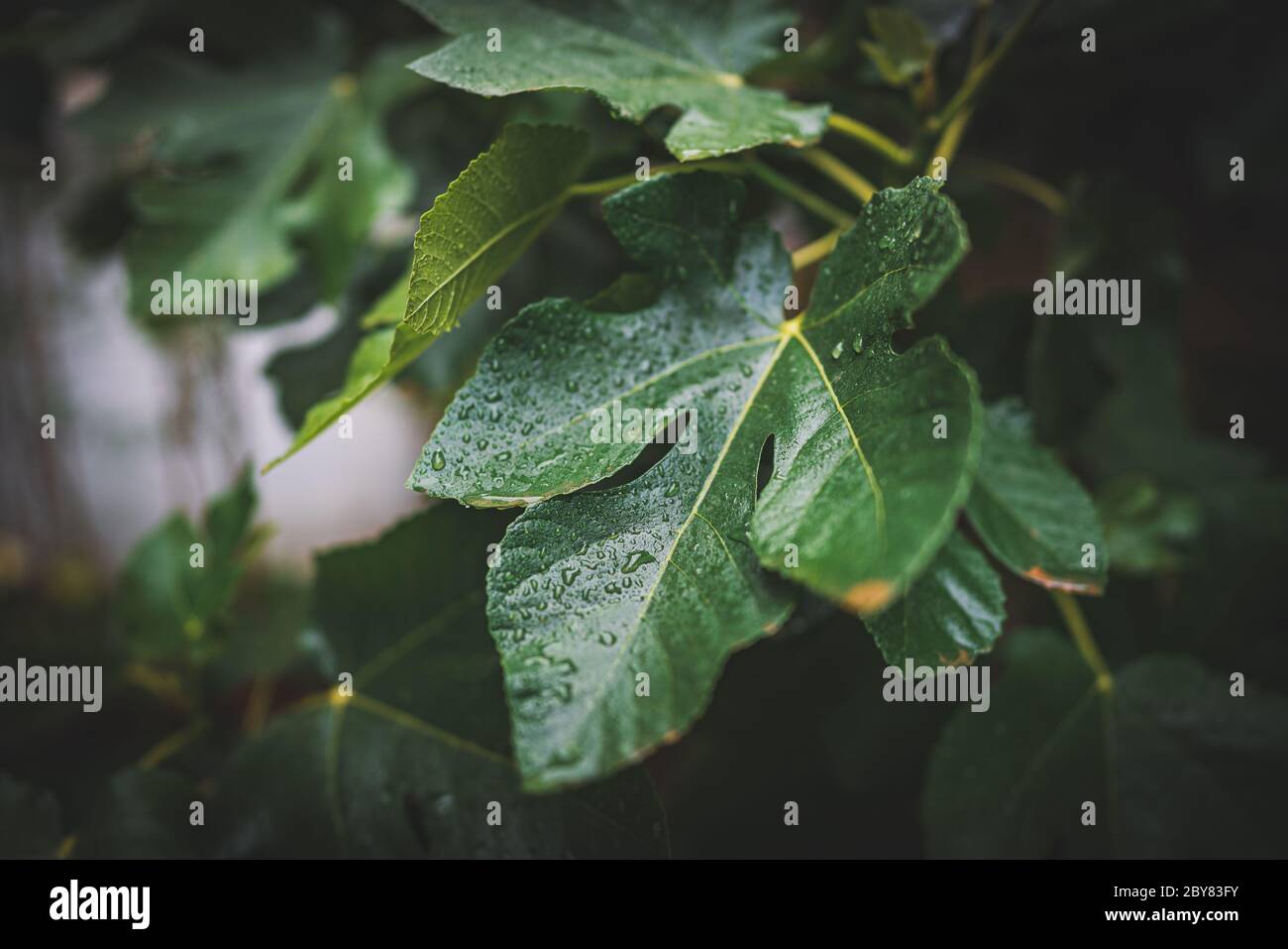 Raindrops on the leaves of a Fig tree Stock Photo