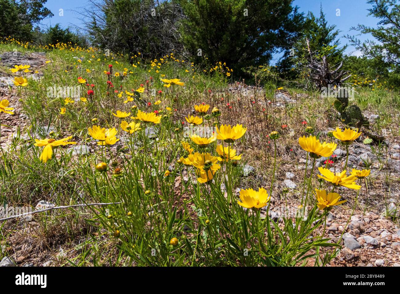 Castilleja, Lanceleaf tickseed,Oklahoma,Turner Falls,USA,coreopsis