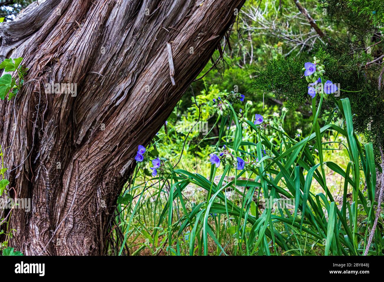 Oklahoma, Tradescantia occidentalis,Turner Falls,USA,Western Spiderwort,prairie spiderwor,wildflowers Stock Photo