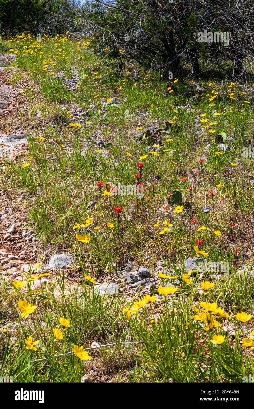 Castilleja, Lanceleaf tickseed,Oklahoma,Turner Falls,USA,coreopsis