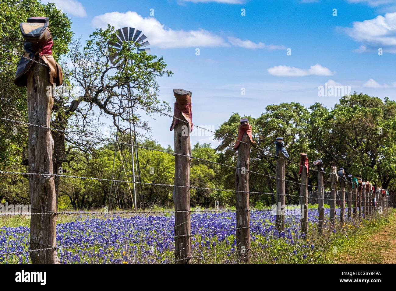 Fredericksburg, Hill Country,Lupinus texensis,Texas,USA,Willow City