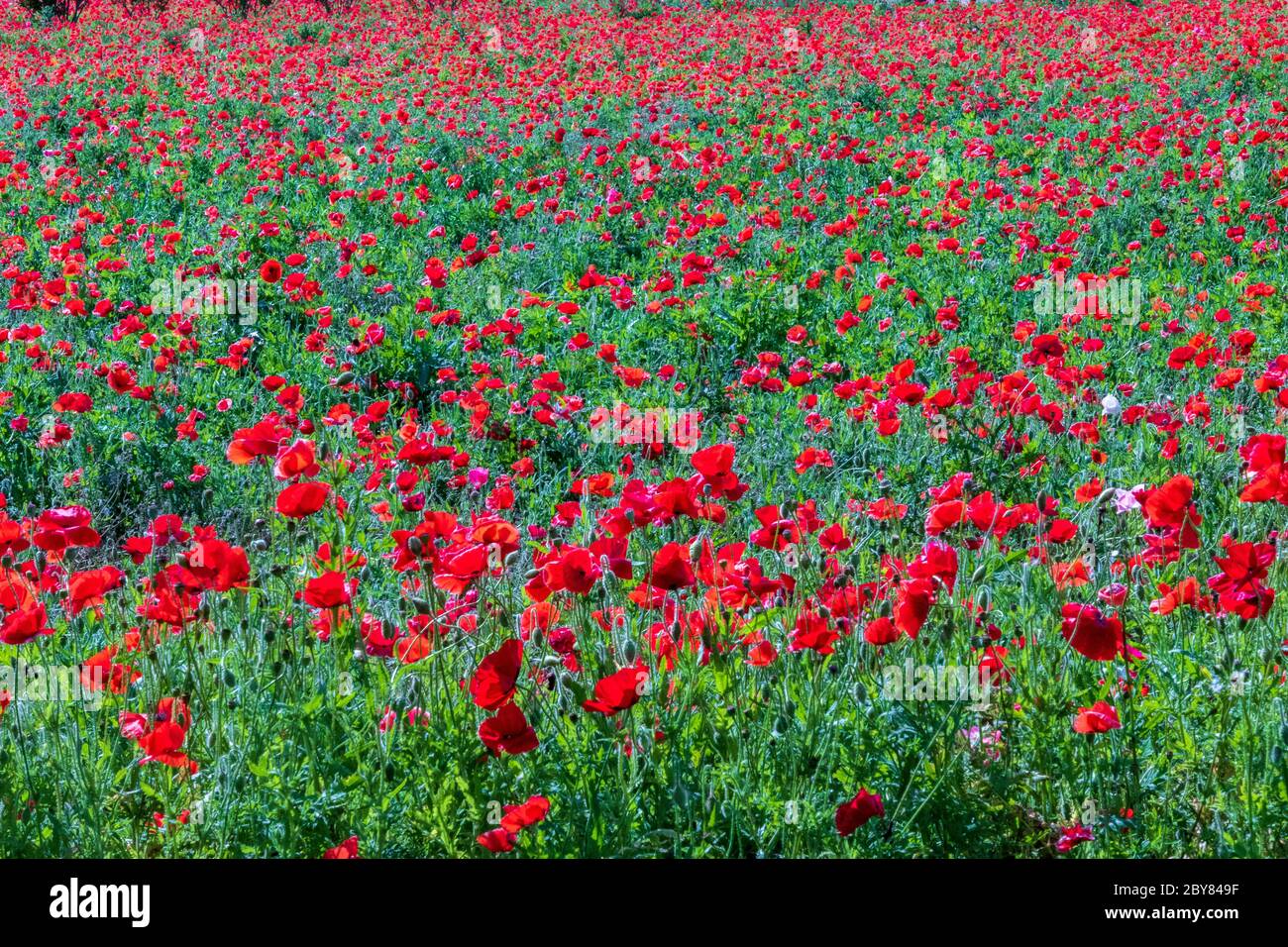 Common poppy, Hill Country,Papaver Rhoeas,Texas,USA,springtime ...