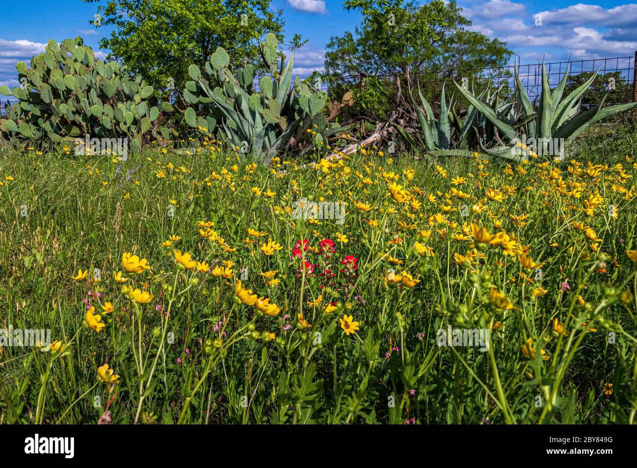 DescriptionCastilleja, Engelmannia peristenia,Engelmanns Daisy,Hill Country,Texas,USA,cutleaf daisy,indian paintbrushes,prairie-fire,springtime,wildfl Stock Photo